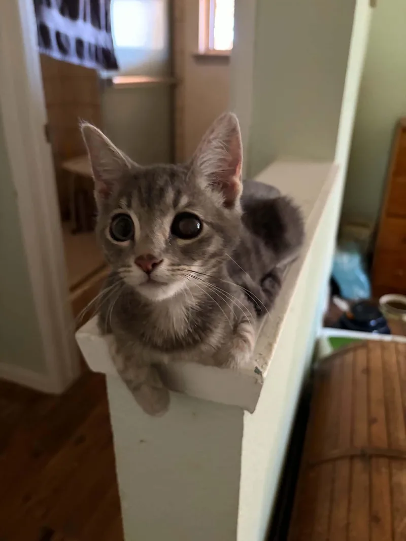A baby medium-sized male Tabby (Brown / Chocolate) Tabby cat named Belvedere for adoption in Tehachapi, CA