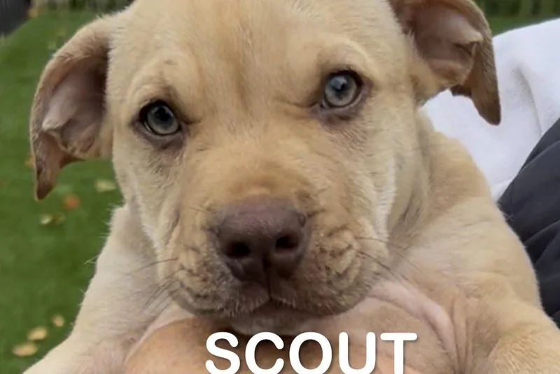 A baby medium-sized female Golden Pit Bull Terrier dog named Scout for adoption in Woodland, CA