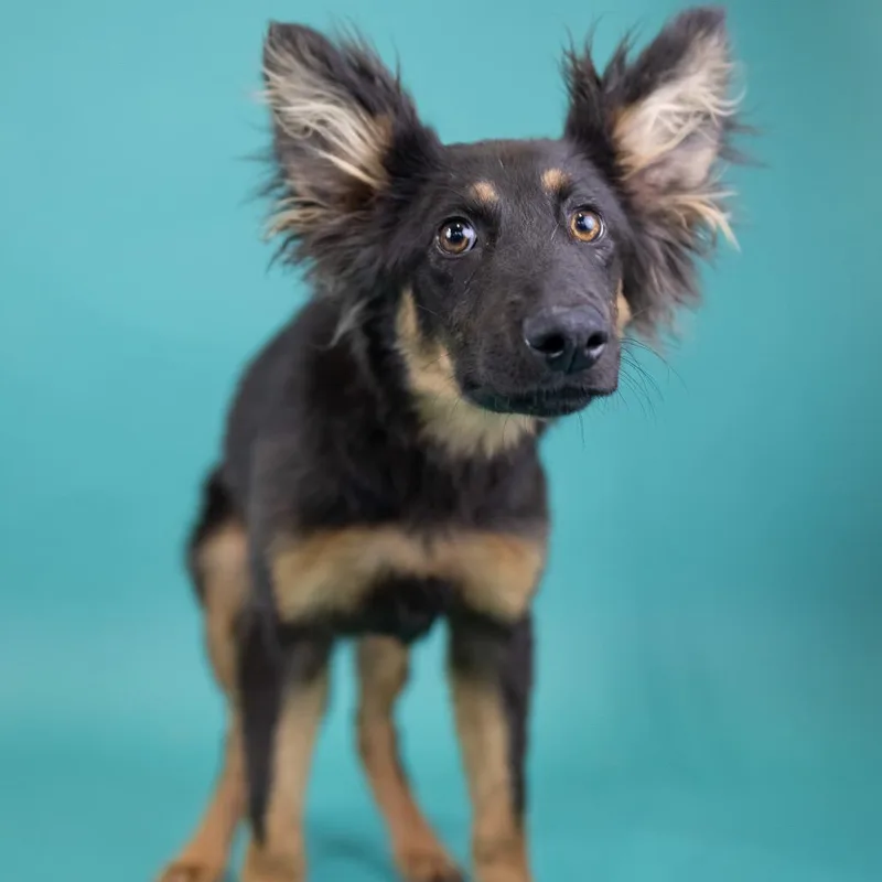 A baby medium-sized female Brown / Chocolate Mixed Breed dog named Goldie for adoption in Portland, OR