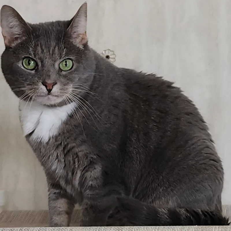 A senior medium-sized male Gray / Blue / Silver Domestic Short Hair cat named Fritzi for adoption in Berkeley Springs, WV