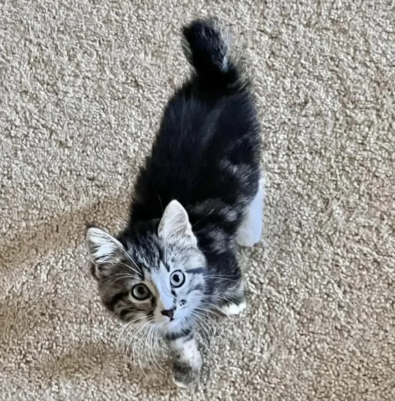 A baby medium-sized female Tabby (Gray / Blue / Silver) Domestic Short Hair cat named Tookie for adoption in Eugene, OR