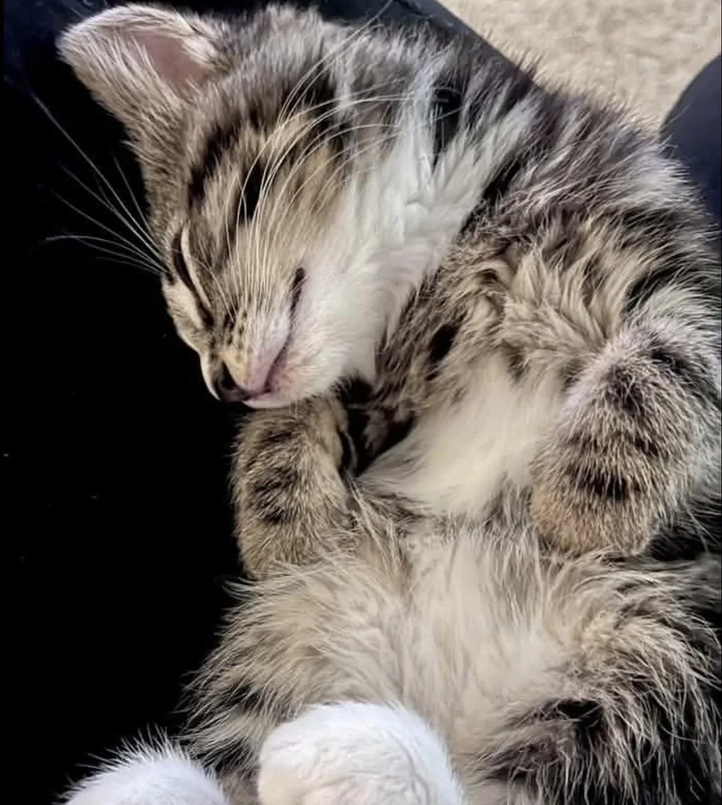 Tookie thumbnail 3