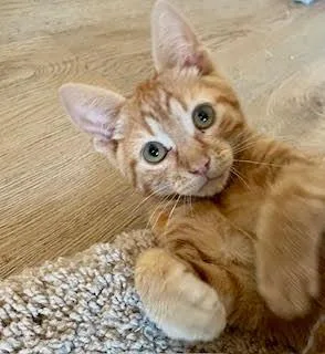A baby medium-sized male Orange & White Domestic Short Hair cat named Rusty for adoption in Kenhorst, PA