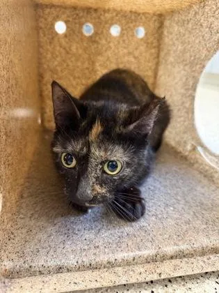 An adult medium-sized female Domestic Short Hair cat named Lima for adoption in Lafayette, IN