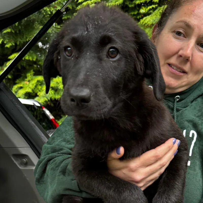 A baby large-sized male Black Collie dog named Ny Cricket Avail May for adoption in Eastford, CT