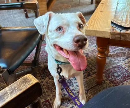 A senior large-sized female White / Cream Mixed Breed dog named Wendi for adoption in Kansas City, MO