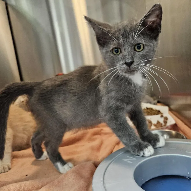 A baby small-sized male Gray / Blue / Silver Domestic Short Hair cat named Zappy for adoption in Austin, TX