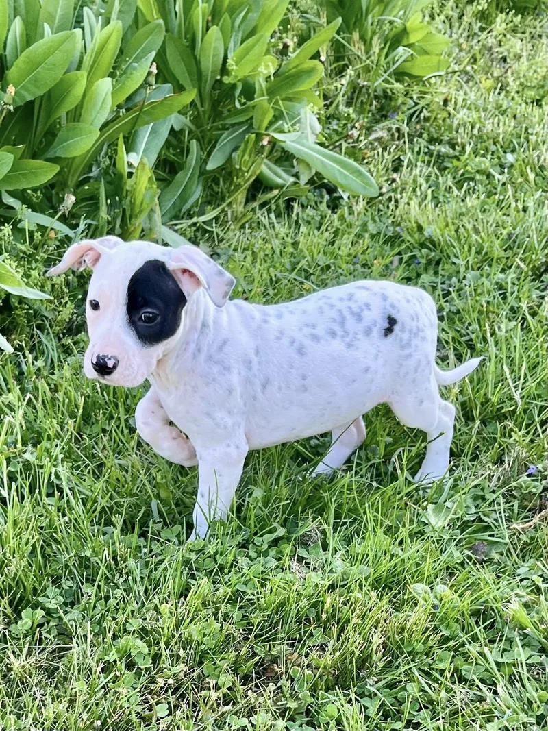 A baby medium-sized female Pit Bull Terrier dog named Miscue for adoption in Salisbury, MD