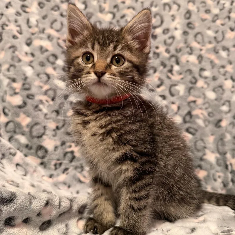 A baby small-sized female Brown / Chocolate Domestic Short Hair cat named Francesca Bridgertonc for adoption in East Saint Louis, IL