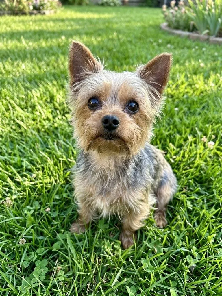 A young small-sized male Yorkshire Terrier dog named Kiwi for adoption in Dallas, TX