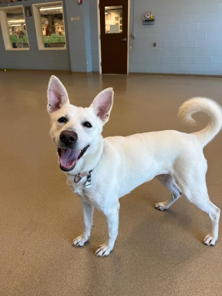 A young medium-sized female Husky dog named Norie for adoption in North Syracuse, NY