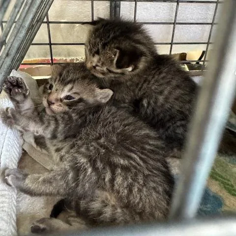 A baby small-sized female Brown / Chocolate Domestic Short Hair cat named Anna for adoption in Abingdon, MD