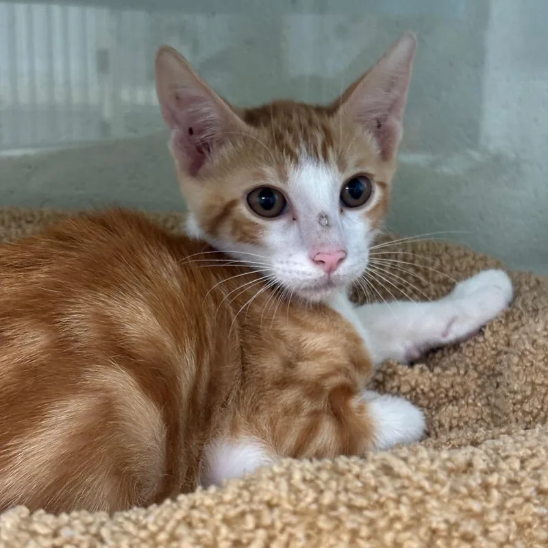 A baby small-sized male Orange / Red Domestic Short Hair cat named Serrano for adoption in League City, TX