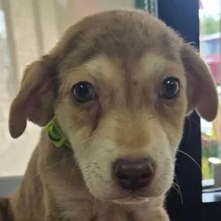 A baby medium-sized male Yellow / Tan / Blond / Fawn Australian Shepherd dog named Dax for adoption in LEMONT, IL