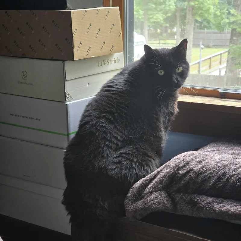 An adult large-sized male Black Domestic Short Hair cat named Shadow for adoption in Bellmawr, NJ