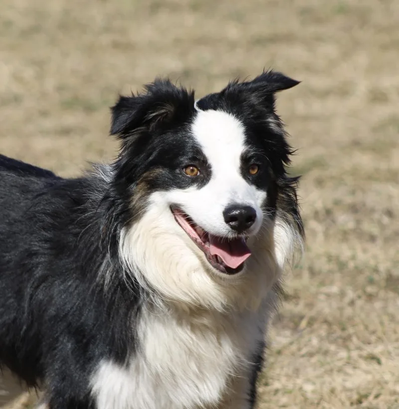A young medium-sized male Tricolor (Brown, Black, & White) Australian Shepherd dog named Tito for adoption in Ringwood, IL