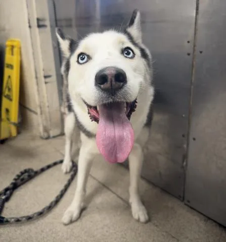A young medium-sized male Siberian Husky dog named Tanner for adoption in Riverside, CA