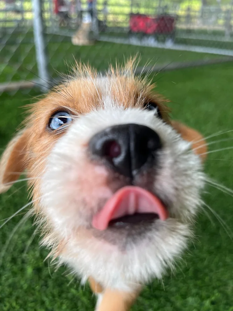 Pickle thumbnail 3