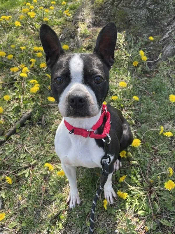 An adult small-sized female Boston Terrier dog named Bella for adoption in Oakland, NJ