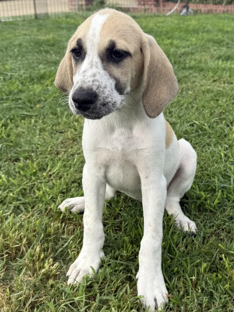 A baby medium-sized female White / Cream Beagle dog named Greta for adoption in Seale, AL