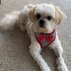An adult small-sized male White / Cream Schnauzer dog named Joey Michael for adoption in Houston, TX