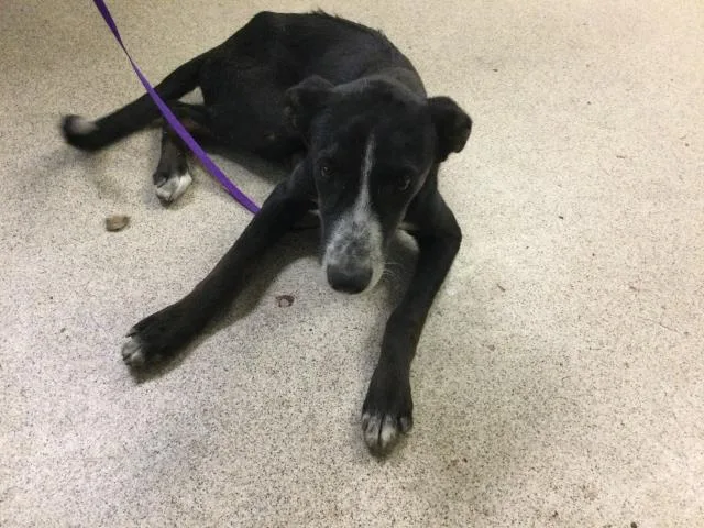A young medium-sized male Shepherd dog named Alfalfa for adoption in Riverside, CA