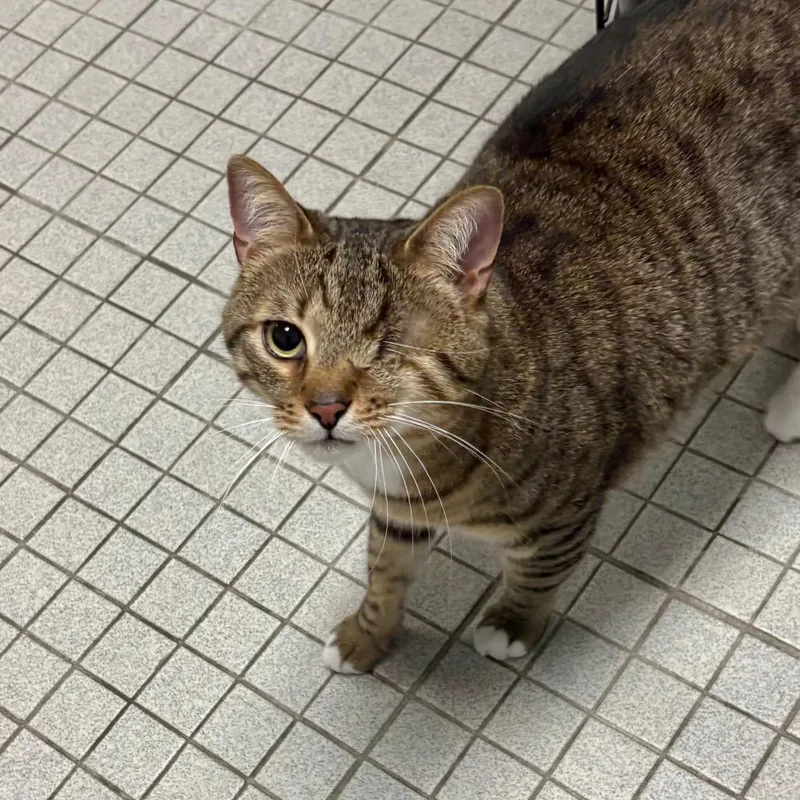 An adult large-sized male Brown / Chocolate Domestic Short Hair cat named One Eyed Willy for adoption in New York, NY