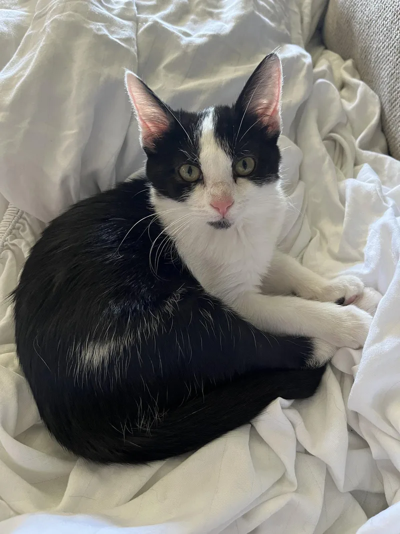 A baby small-sized female Black & White / Tuxedo Domestic Short Hair cat named Concrete for adoption in Newport, KY