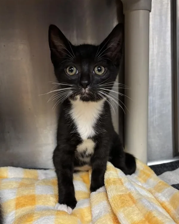 A baby medium-sized female Domestic Short Hair cat named Great Horned Owl for adoption in Richmond, VA