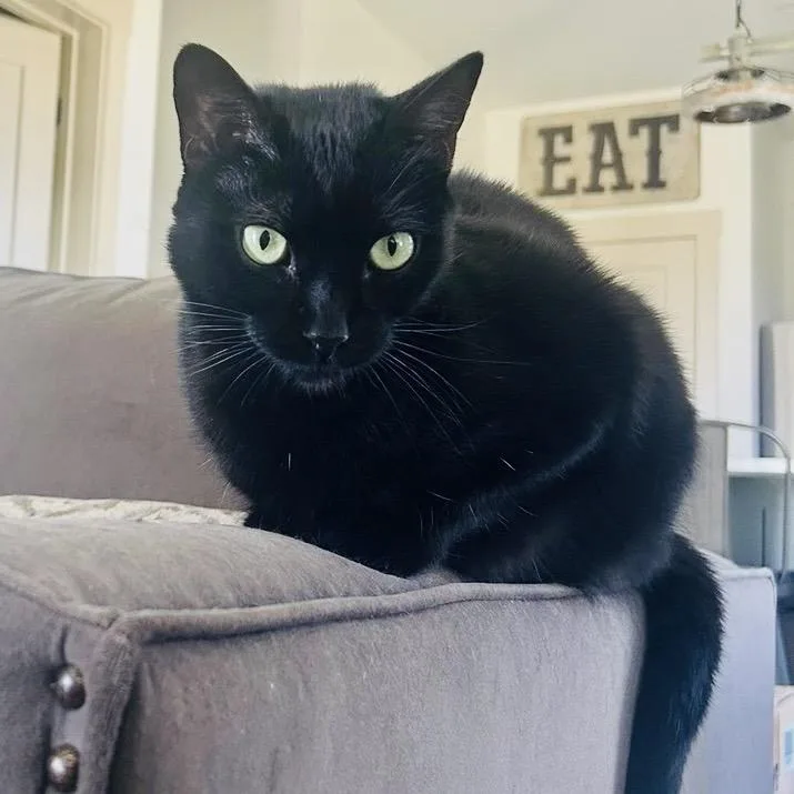An adult small-sized male Black Domestic Short Hair cat named Huey for adoption in Flower Mound, TX