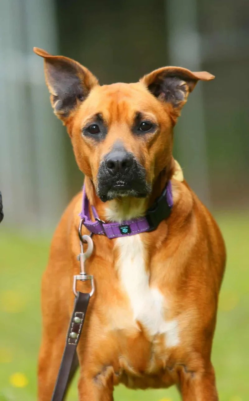A senior medium-sized male Yellow / Tan / Blond / Fawn Boxer dog named Elwood for adoption in Crescent city, CA
