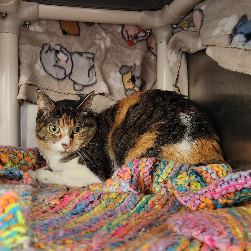 An adult medium-sized female Calico Domestic Short Hair cat named Jonnie for adoption in Grand Rapids, MI