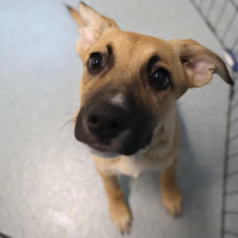 A baby small-sized female Yellow / Tan / Blond / Fawn Shepherd dog named Lanka for adoption in Briarcliff Manor, NY
