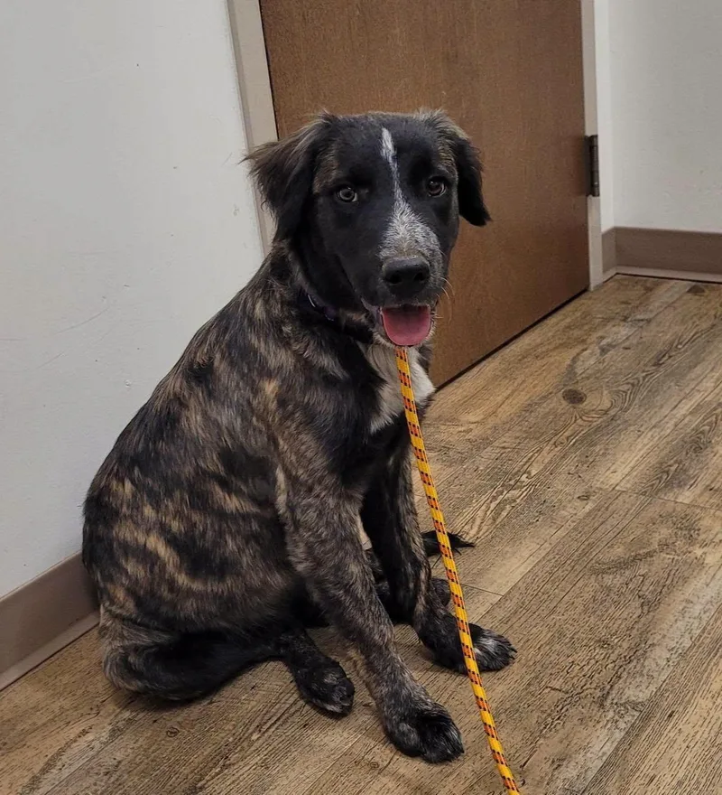 A young medium-sized female Brindle Mixed Breed dog named Deja for adoption in Chino Valley, AZ