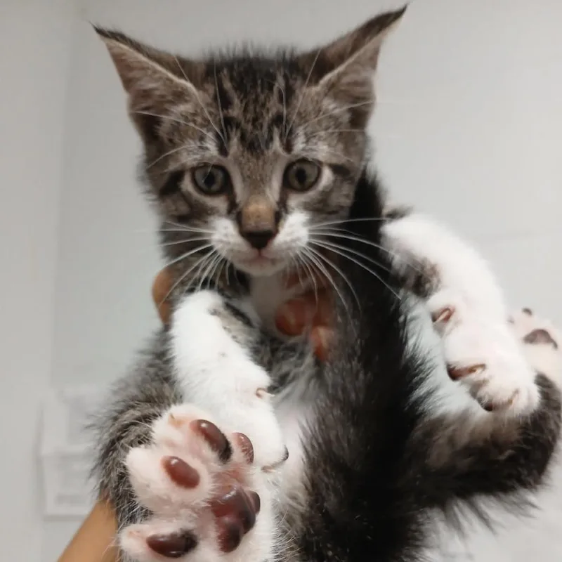 A baby small-sized male White Domestic Short Hair cat named Archer for adoption in New York, NY