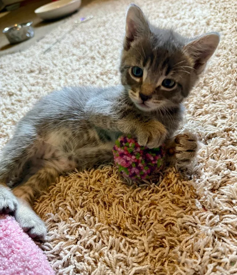 A baby medium-sized male Tabby (Gray / Blue / Silver) Domestic Short Hair cat named Stormy for adoption in Pasco, WA
