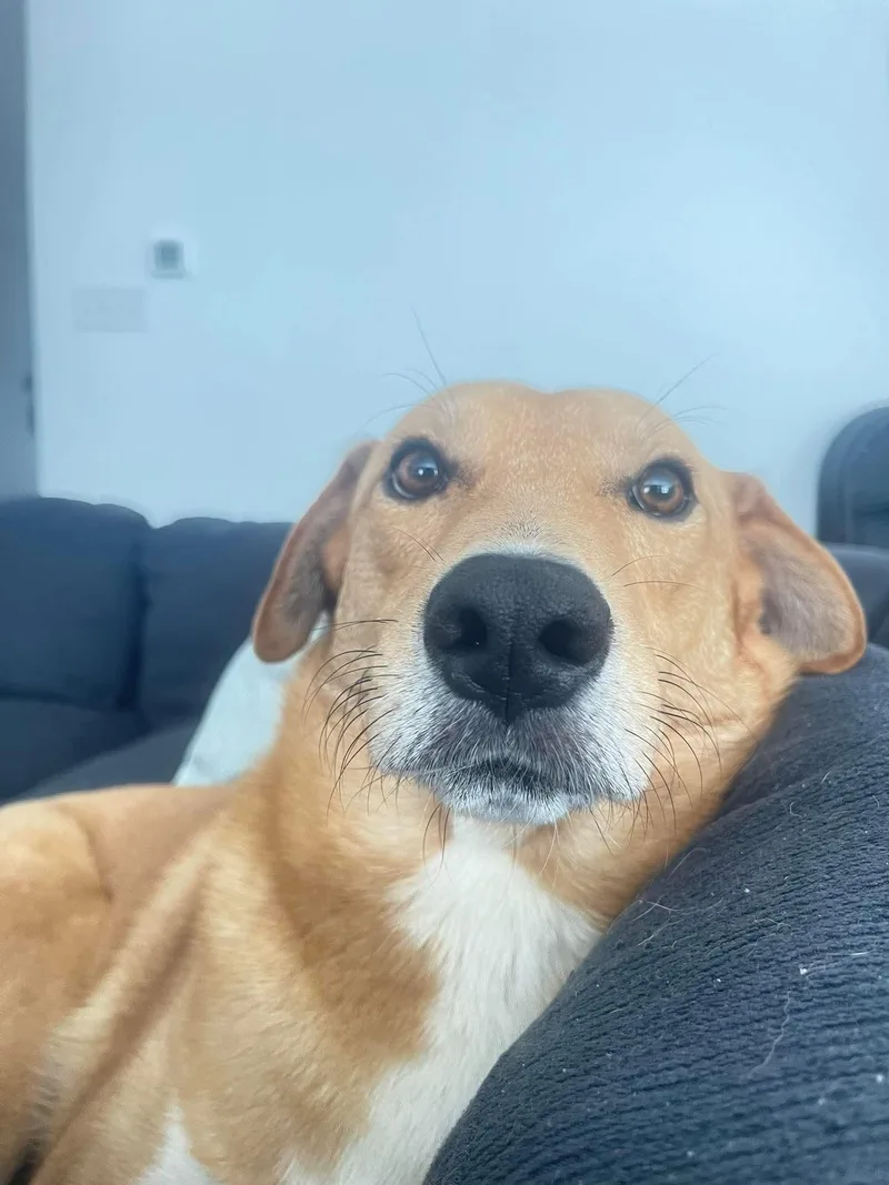 A young medium-sized male Labrador Retriever dog named Buddy for adoption in Barkhamsted, CT