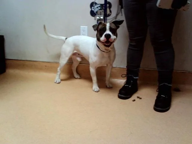 A young medium-sized male Pit Bull Terrier dog named Maxx for adoption in Martinez, CA