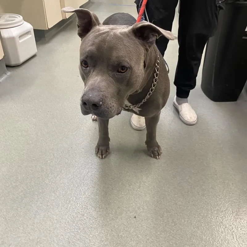 An adult large-sized male Gray / Blue / Silver Pit Bull Terrier dog named Wagsstray for adoption in Westminster, CA