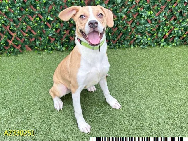 A young medium-sized male Mixed Breed dog named Haru for adoption in West Palm Beach, FL