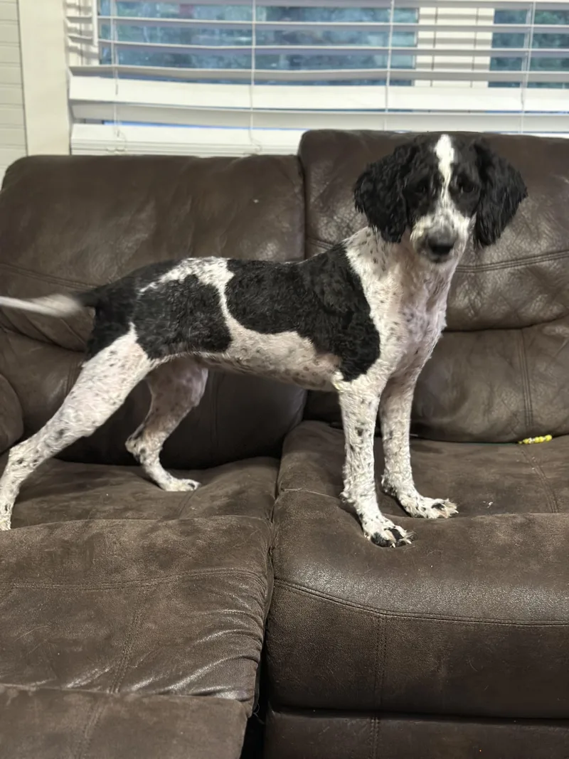A young medium-sized female Miniature Poodle dog named Frog for adoption in Powell, TN