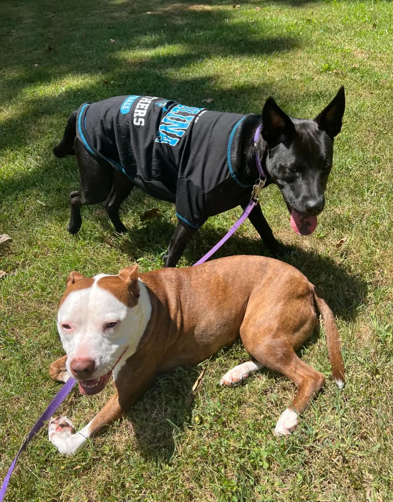 Panther  Shelby Litter