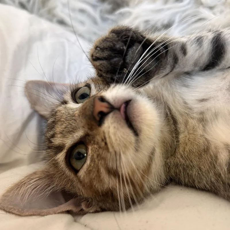 A baby small-sized male Brown / Chocolate Domestic Short Hair cat named Joonie for adoption in Yucca Valley, CA