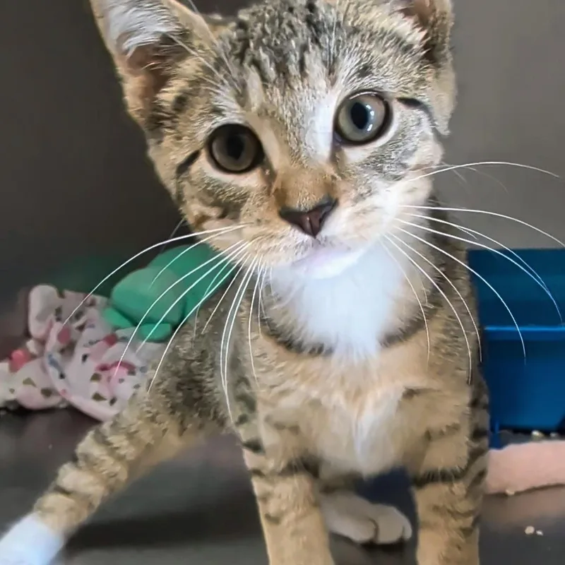 A baby small-sized female Tabby (Buff / Tan / Fawn) Domestic Short Hair cat named Ellia for adoption in West Jefferson, OH