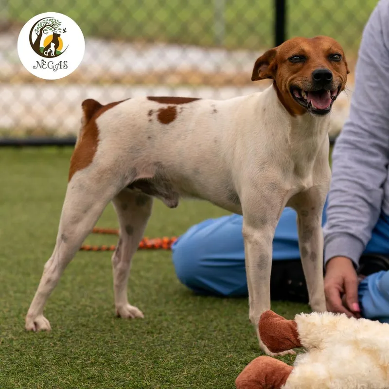 A young small-sized male Rat Terrier dog named Ringo for adoption in Lavonia, GA
