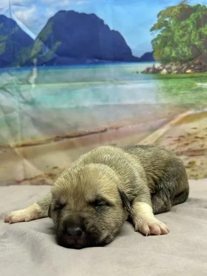 A baby small-sized male Retriever dog named Edmund for adoption in San Antonio, TX