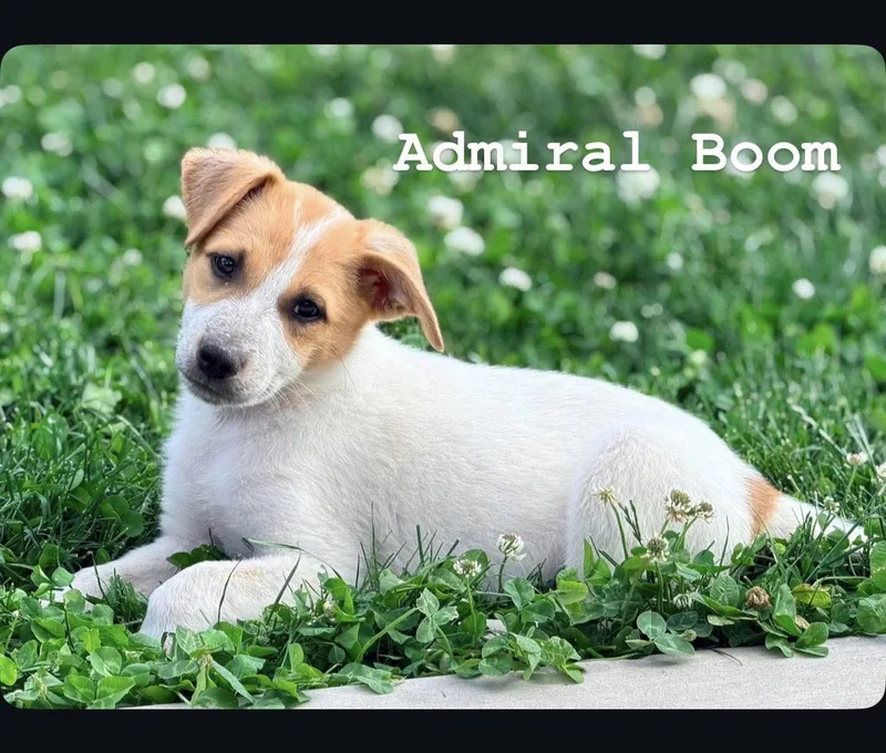 A baby medium-sized male Cattle Dog dog named Admiral Boom for adoption in Salt Lake City, UT