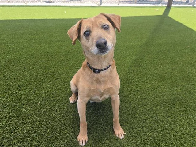 Chico