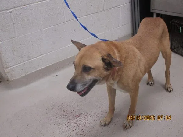 A senior medium-sized male Shepherd dog named Maximos for adoption in Marietta, GA