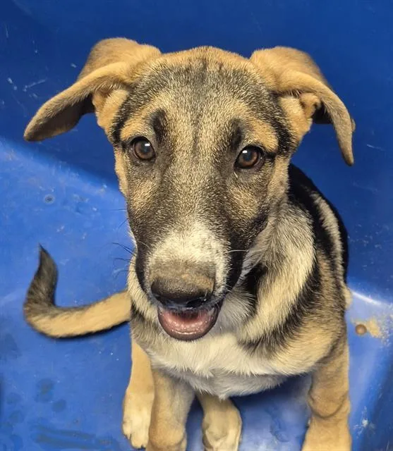 A baby small-sized female Shepherd dog named Dawn for adoption in Bakersfield, CA